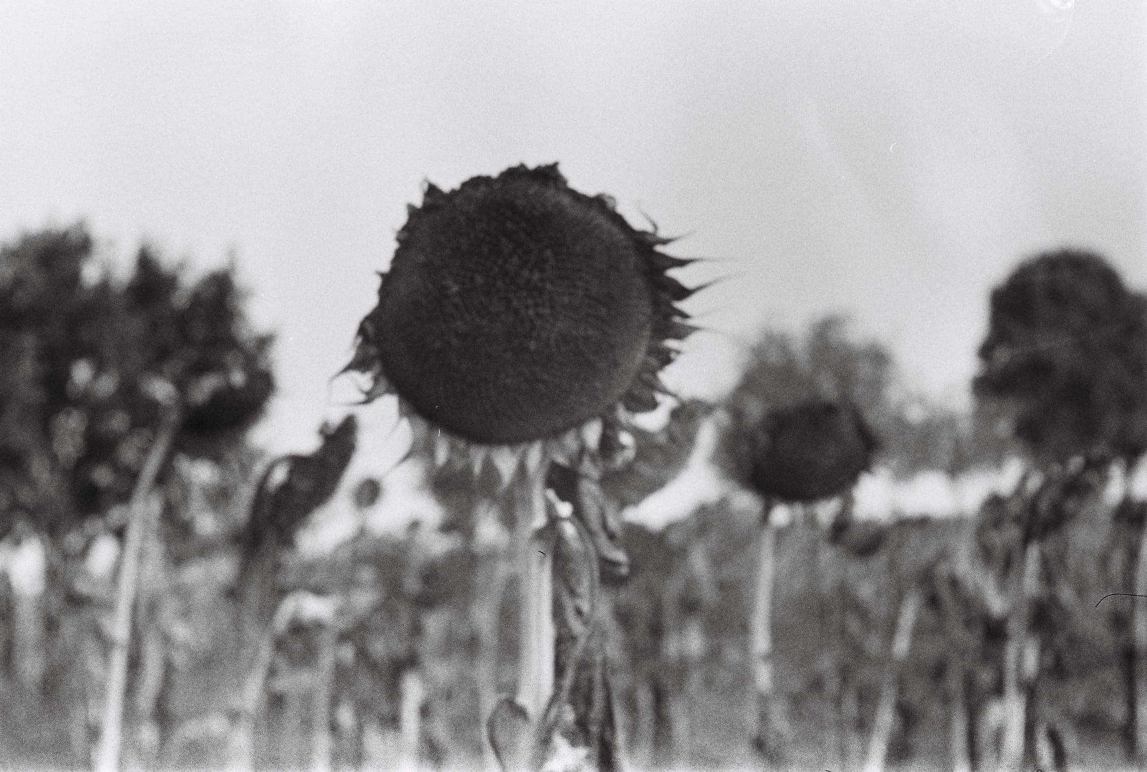 black and white sunflowers bowing their heads