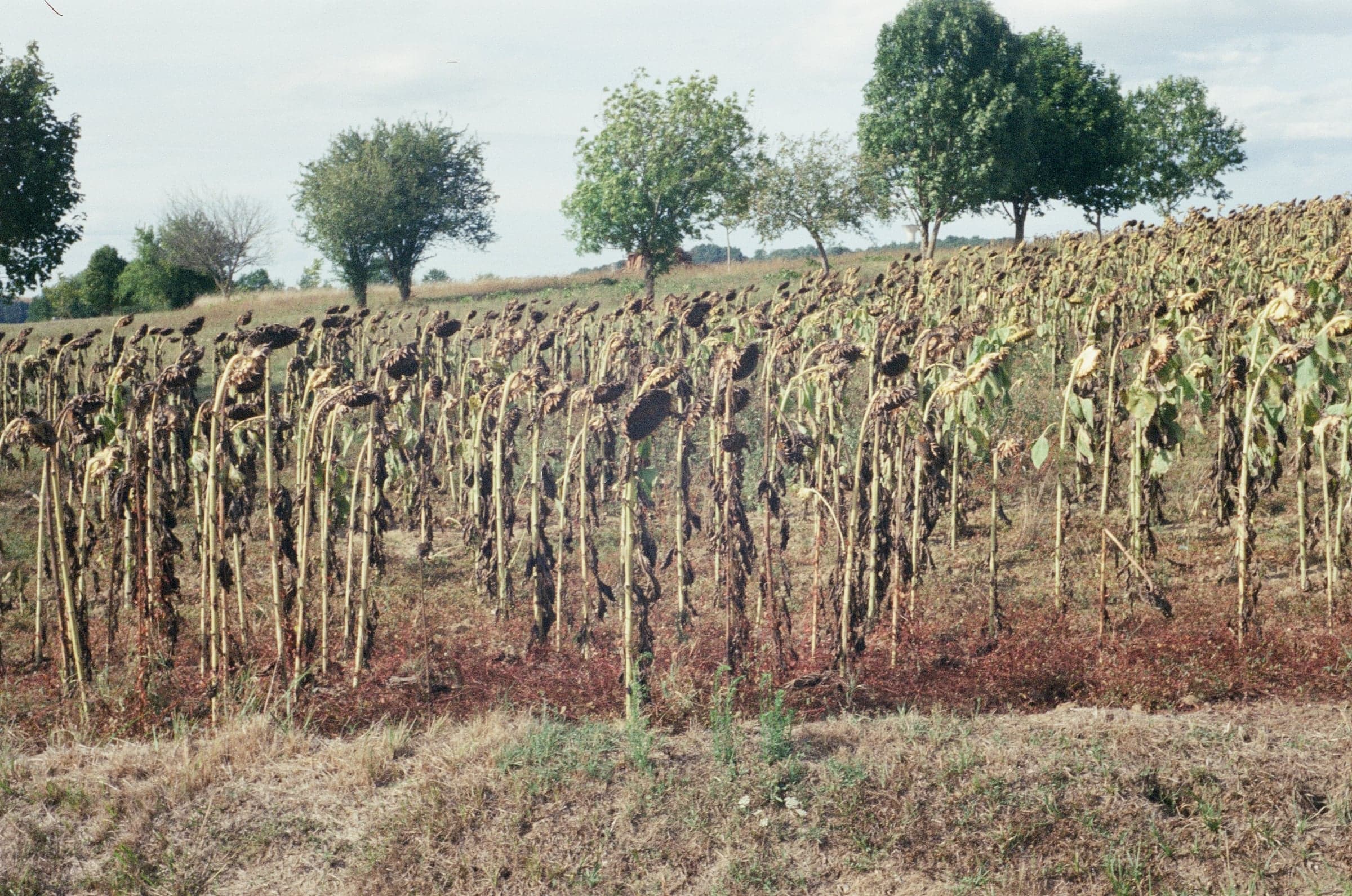 a field of dry sunflowers under a row of trees